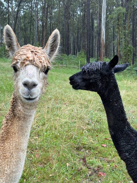 Alpacas at Little Tootie