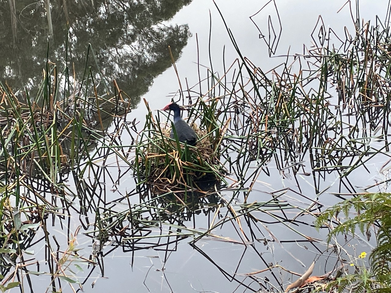 Native bird nesting at Little Tootie